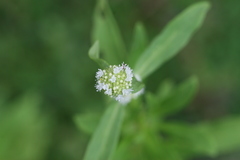 Spermacoce verticillata